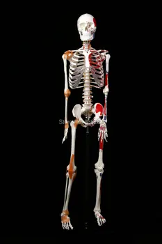 

Human Skeleton with Muscles Ligaments 170cm Male traumatic pistol medical skeleton trauma anatomy medical instruments life size