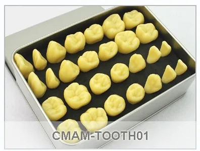 CMAM/12595 Dental-Children dentition, человеческая оральная зубная медицинская обучающая анатомическая модель