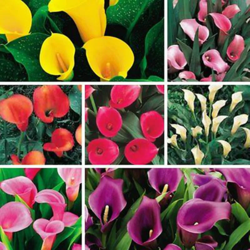 

Calla Bulbs FLOWER Seeds Bonsai Balcony Home Garden Pots Planters Supplies