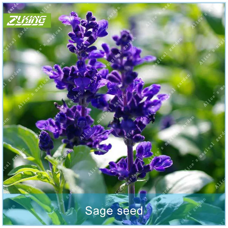 

100PCS Sage Grass Bonsai Plants For Home Garden Fast Growing Plant Natural Flowers Garden