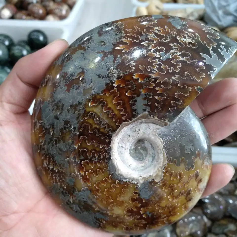 600 г весь настоящий аммонит fossil conch crystal с лечебным действием, образцы