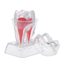Стоматологические принадлежности Стоматологическая кристаллическая основа жесткие пластиковые Зубы Молярная Модель