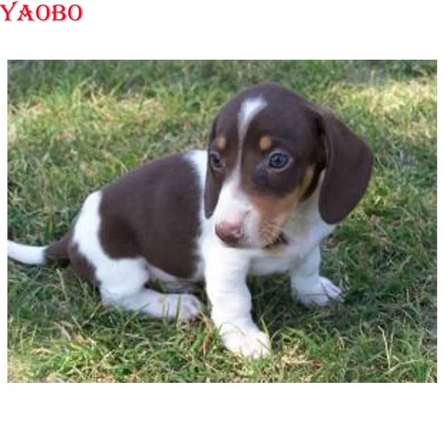 

Full Square Diamond Painting Professor Dachshund Animal Dog Diamond Embroidery cute pets 5D drill Rhinestones Picture By Numbers