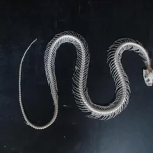 Змея скелетные образцы змея образовательная модель скелета оборудование обучающая модель