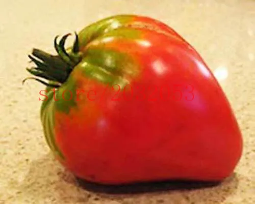 

bonsai 200 big tomato like one peach NO-GMO vegetable or garden