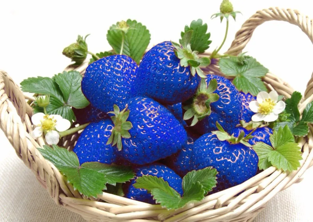 1000 Pcs Bag Exotic Blue Strawberry Tree Organic Outdoor Fruit Home