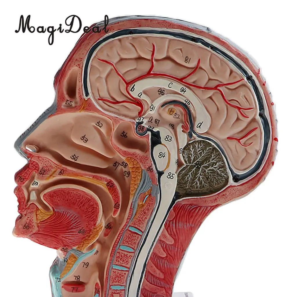 1:1 Human Head Skeleton W/Neck Vessel Nerve Skeleton Demonstration Model Laboratory Ornament School Medical Teaching Tool