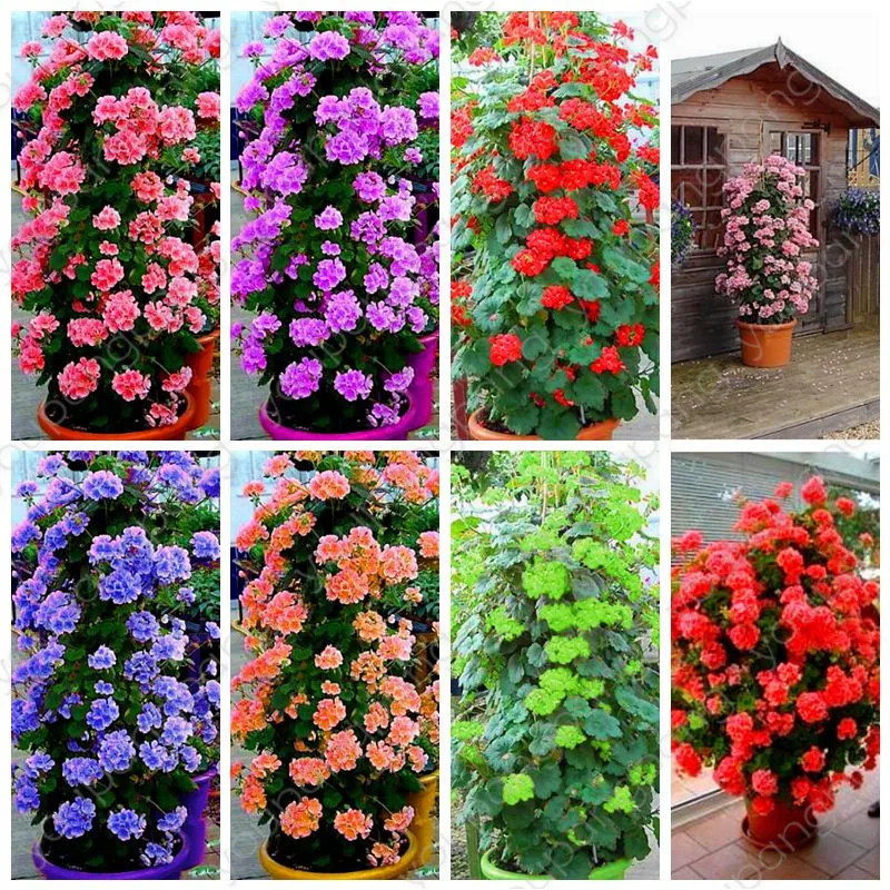 

100pcs Rare Climbing Geranium Pelargonium Peltatum Tree Bonsai Perennial Flower Indoor Rooms Garden Potted Plant Easy Grow