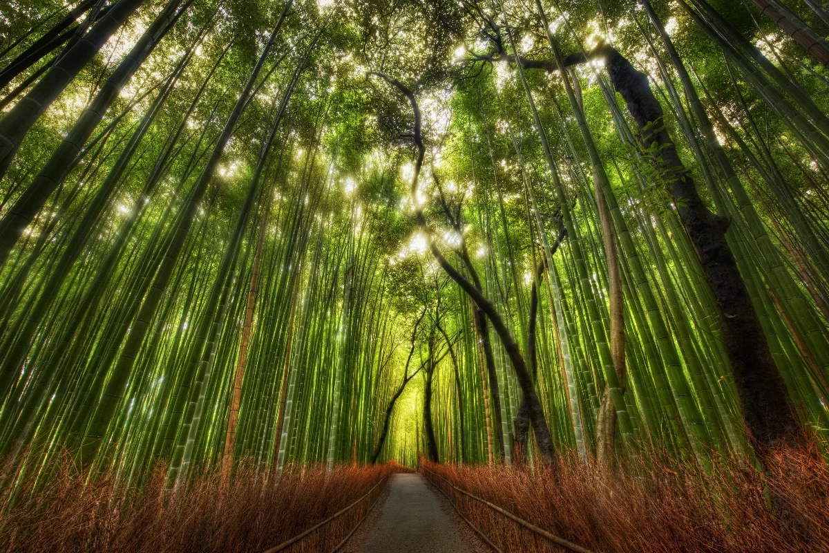 popular bamboo tree paintings-buy cheap bamboo tree paintings lots popular bamboo tree paintings-buy cheap bamboo tree paintings lots