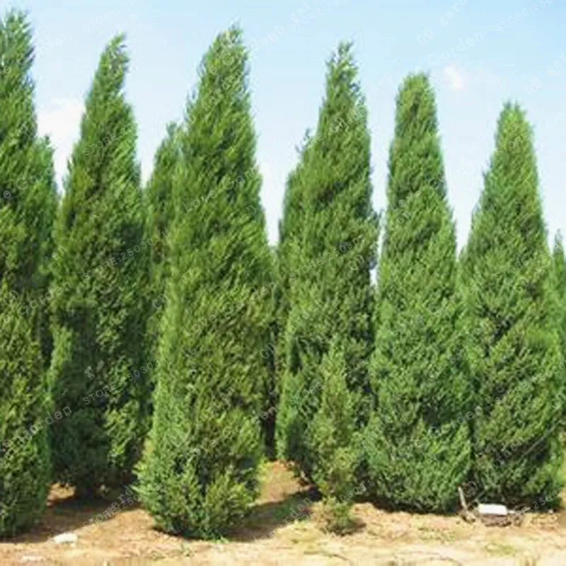 50 Pcs Chinese Platycladus Thuja Orientalis Bonsai For Home Plants Garden Tree Immortal Symbol Of Longevity Bonsai