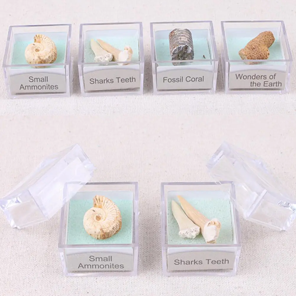 

Protolith Specimen Ammonite Shark Teeth Gastropod Coral Fossils Stones Collection