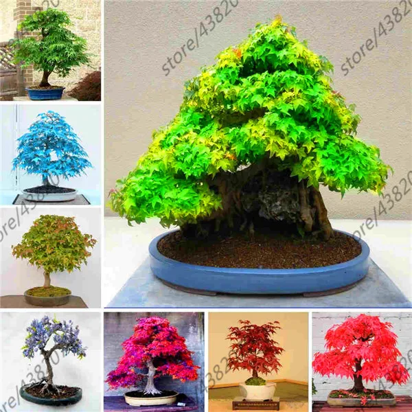 

20 Pcs Maple Tree Bonsai Tree Seeds Rare Yellow Red Japanese Maple Plants For Home Garden Flower