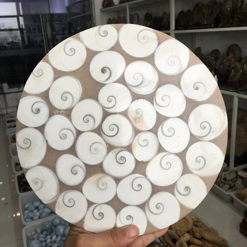 

massive180-200mm natural sun shells disk round plate crystal gemstone reiki healing for home decoration stone fengshui