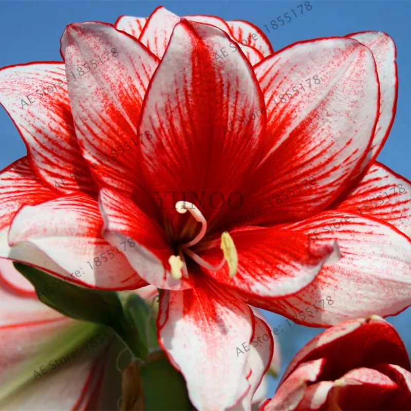 100 шт./пакет Amaryllis Barbados Lily сад в горшке хиппеаструм рутилум бонсай из цветов .