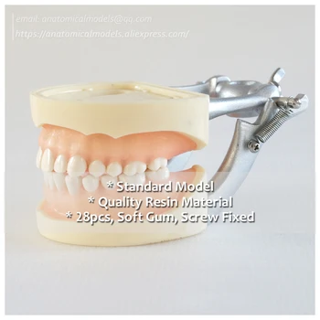 

DH/13011, Soft Gum 28pcs Teeth Standard Jaw Model, Medical Science Educational Dental Teaching Models