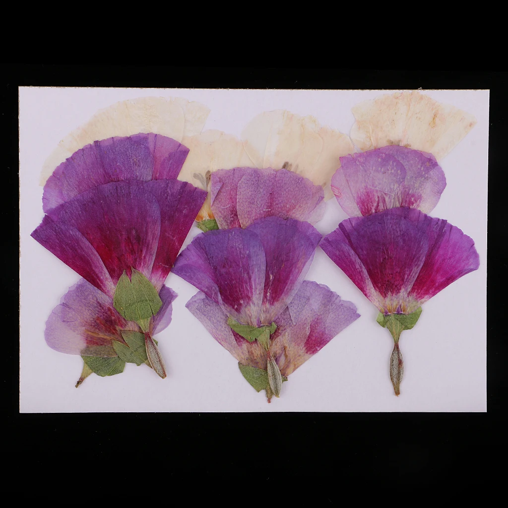 MagiDeal 12x Pressed Real Godetia Flower Dried Flowers DIY Phone Case Scrapbook Craft Artificia Flowers for Wedding Invitations