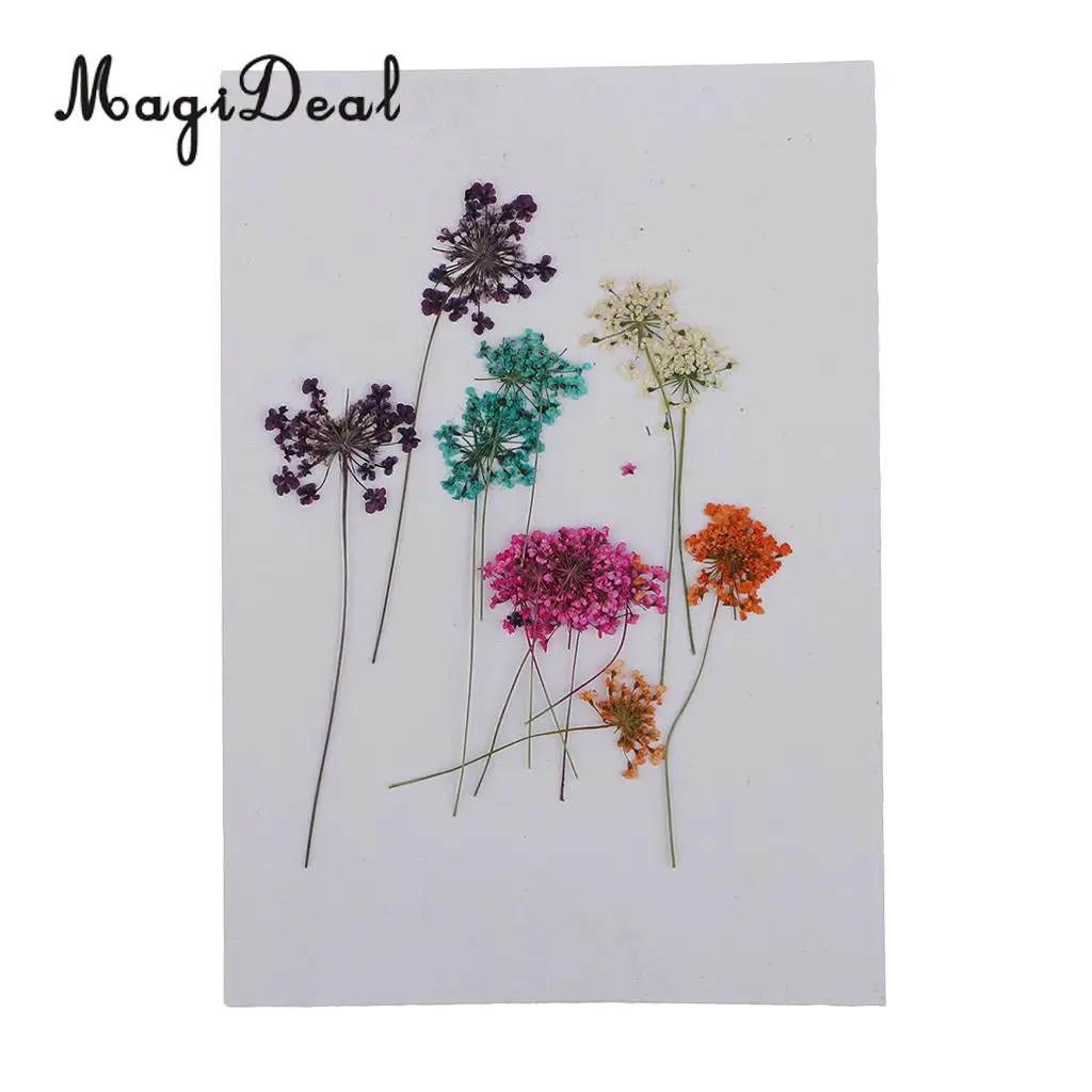 10pcs Mixed Size Real Pressed Dried Lace Flowers Embellishments DIY Card Making Jewelry Resin Crafts Scrapbooking Art Craft