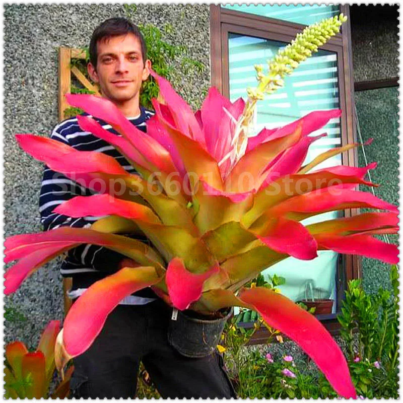 

100 Pcs Colorful Bromeliad Bonsai Rare Vegetable Fruit Garden Succulent Plants Mini Cactus Pots Natural Growth For Home Garden