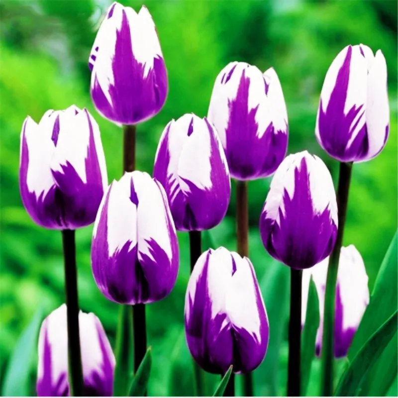 

100pcs/bag bonsai purple tulip flower Garden tulip potted plants perennial indoor flowers for home garden planting