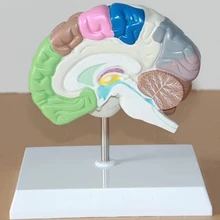 

1:1Human brain Dissection model Partition Cerebral artery nerve Medical Teaching free shipping