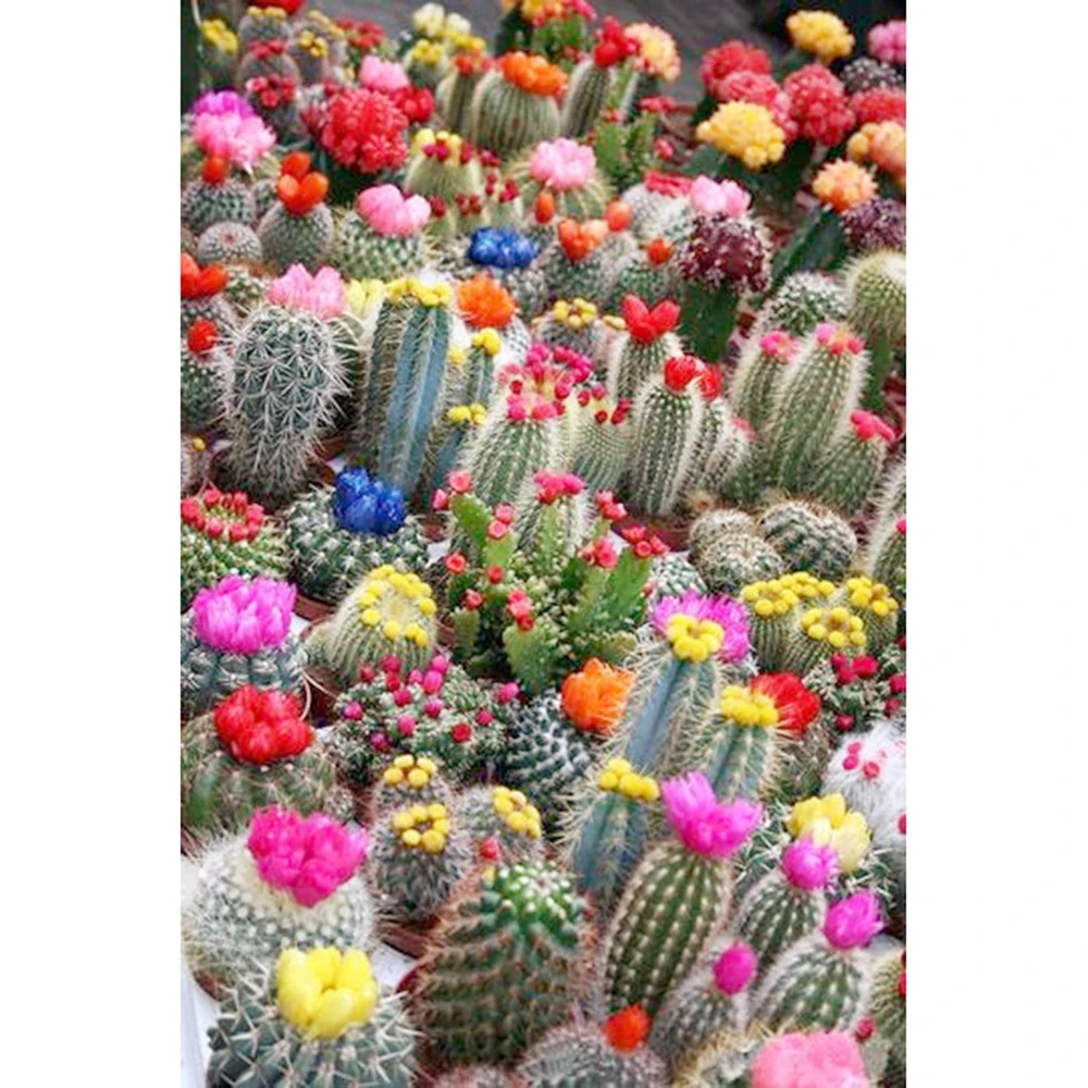 

Diamond Painting Full Square/Round Diamond Embroidery Cactus Botany flower DIY Diamond Mosaic Rhinestone Cross-stitch home decor