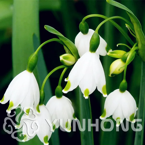 

New Arrival 100pcs Rare Leucojum Aestivum Bonsai Plants For Home Garden Bonsai Plant Flower