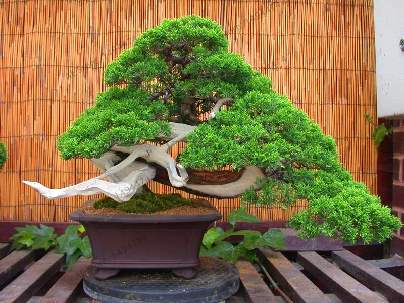 bonsai baum für büro pflanze topf 50 juniper bonsaibaum topfblumen büro bonsai reinigen die luft absorbieren schädliche gase samen freies verschiffen 0 großen verkauf baum bonsai baum für büro pflanze topf 50 juniper bonsaibaum topfblumen büro bonsai reinigen die luft absorbieren schädliche gase samen freies verschiffen 0 großen verkauf baum