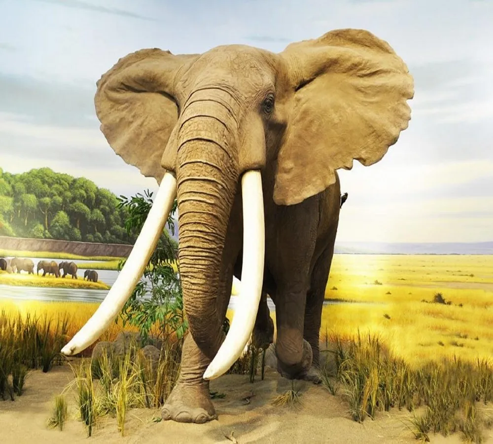 Elephant Wallpaper (5)_conew1