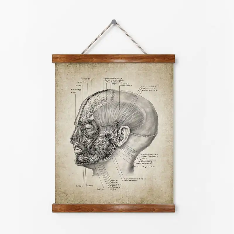 Kafa Anatomi Retro Poster Baski Vintage Insan Kafasi Cizim Duvar