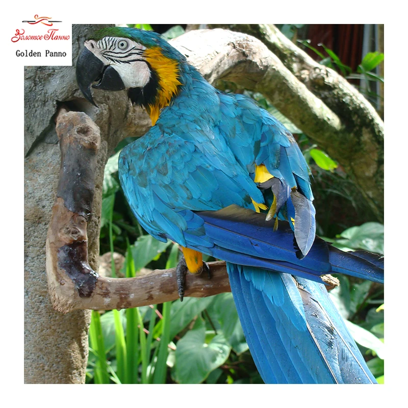 

Golden Panno,Needlework,DIY DMC Cross stitch,Sets For Embroidery kits,Precise unprinted Parrot Patterns Counted Cross-stitching