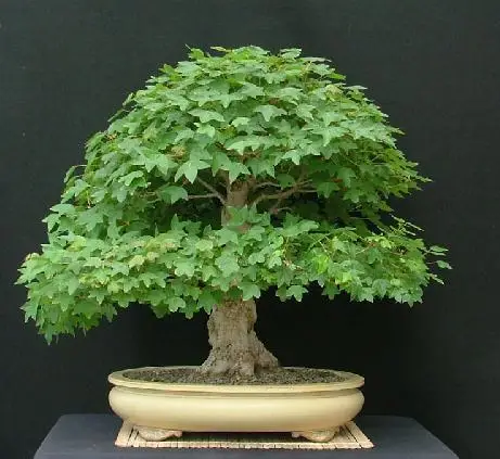 

50pcs/ green maple bonsai flower tree potted plant for home & garden