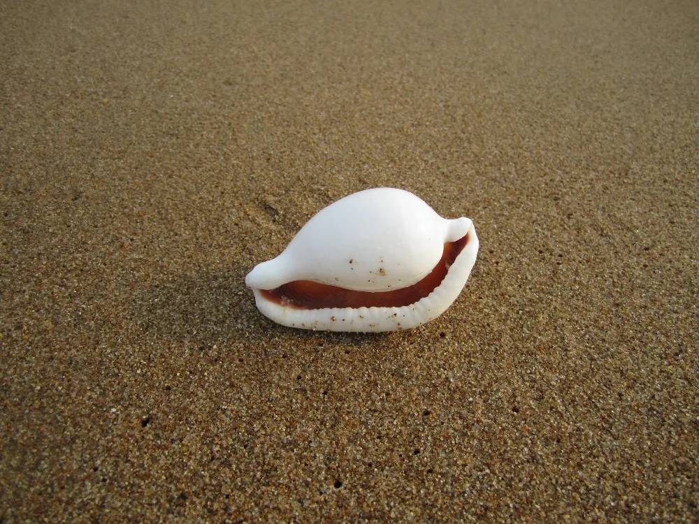 HappyKiss 1 шт./партия белый браслет из прородного белого камня морской аквариум для украшения палочки большой раковины детские игрушки натуральные поделки