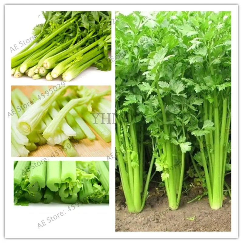 

200Pcs Delicious Celery Bonsai Organic Green Food Edible Healthy Vegetable Plant For Happy Farm