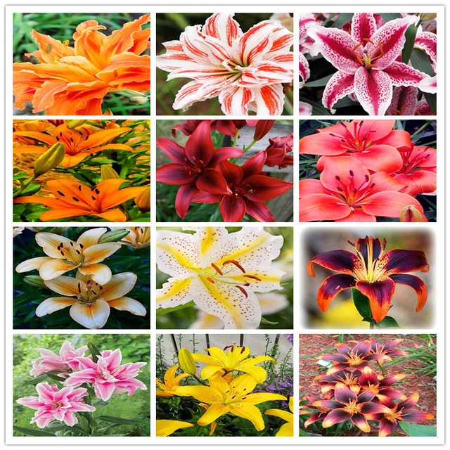 Multi-Varieties Cheap Perfume Lilies Seeds, Lily Seeds, 100pcs/pack