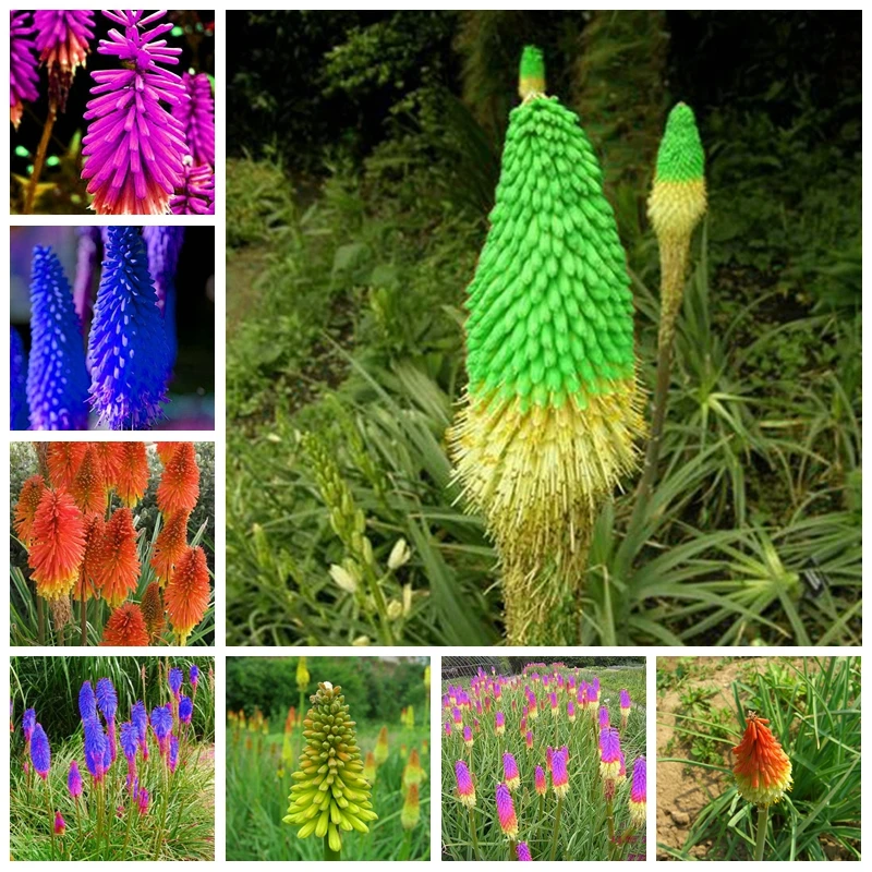 

100 PCS Balcony Torch Flower Bonsai Elegant Home Garden Supplies Beautiful Rare Exotic Flower Kniphofia Bonsai for Flower Pot