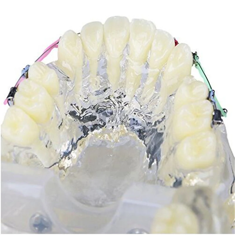 1 шт. Стоматологическое исследование Прозрачные зубы модель стандартный Ортодонтическая модель Brace кронштейны Typodont