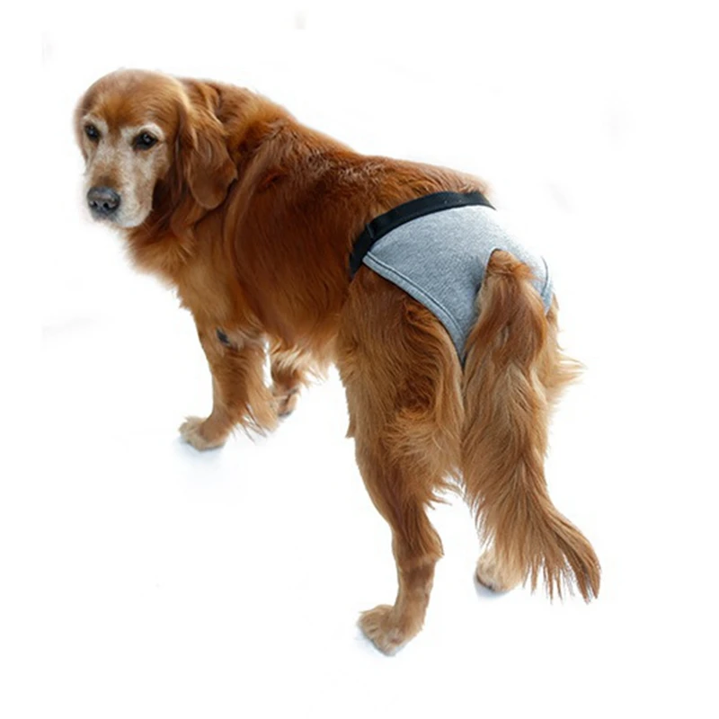 dog video shorts dog video shorts