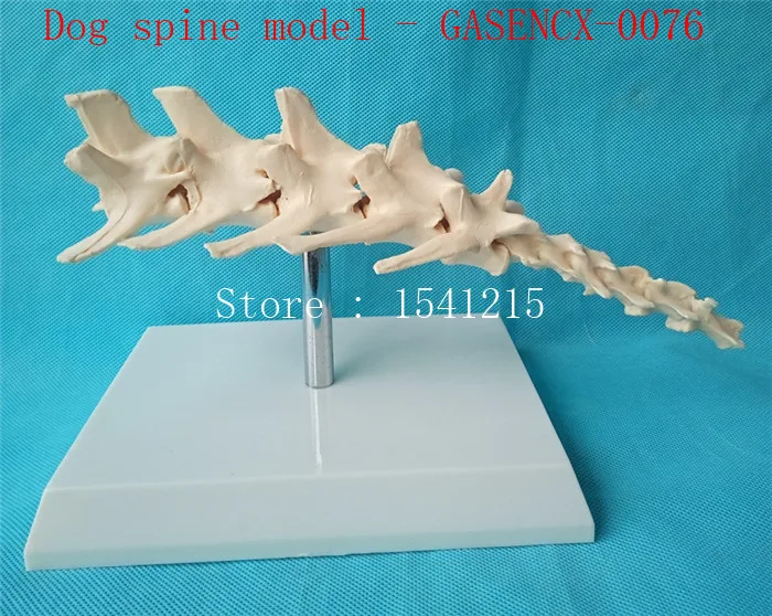 Модель скелета животного животных Анатомия Модель ветеринарной образцов кости скелета модель животных Собака позвоночника модель-GASENCX-0076