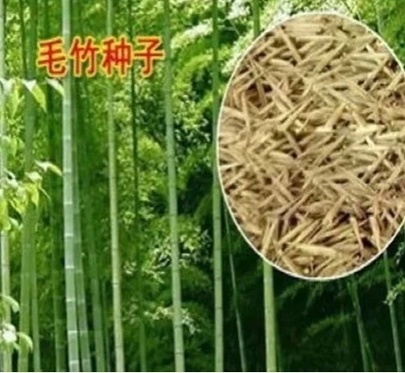 100seeds/bag Freshly picked bamboo seed Mao large rice edible seeds |