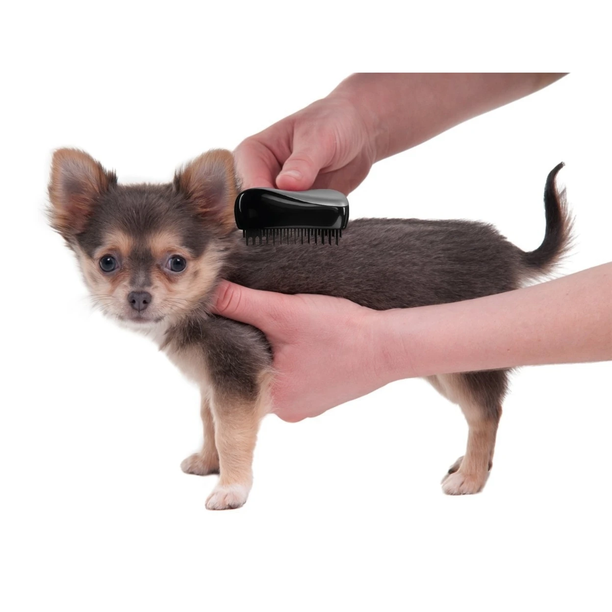 Detangle Pet Grooming Massager & Brush, Black (3)