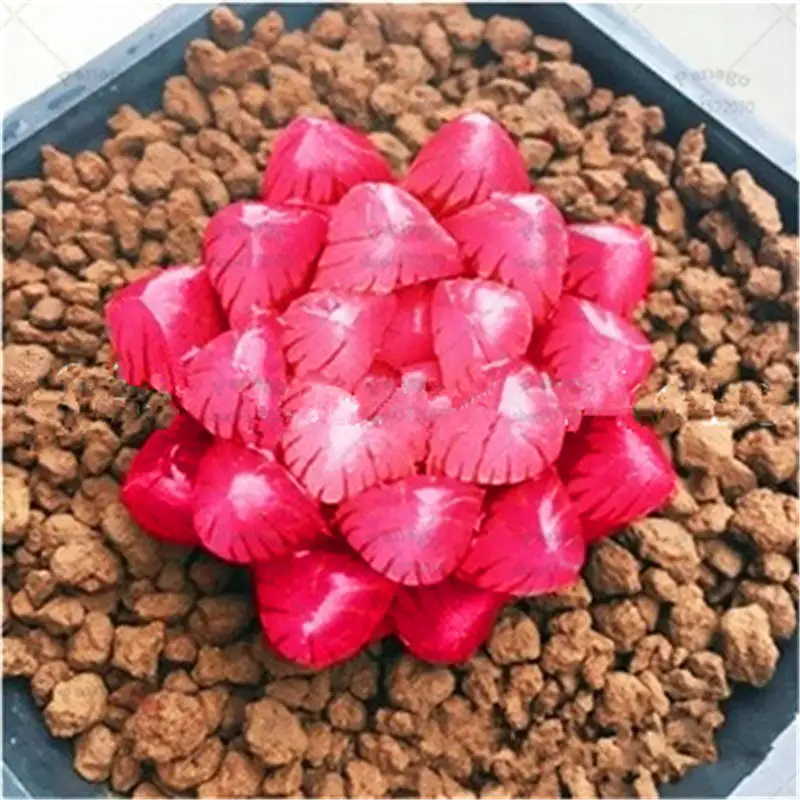 Bonsai 100pcs Rare Mix Lithops Living Stones Succulent Cactus Organic Garden Bulk Plants Potted Bonsai 100pcs Rare Mix Lithops Living Stones Succulent Cactus Organic Garden Bulk Plants Potted
