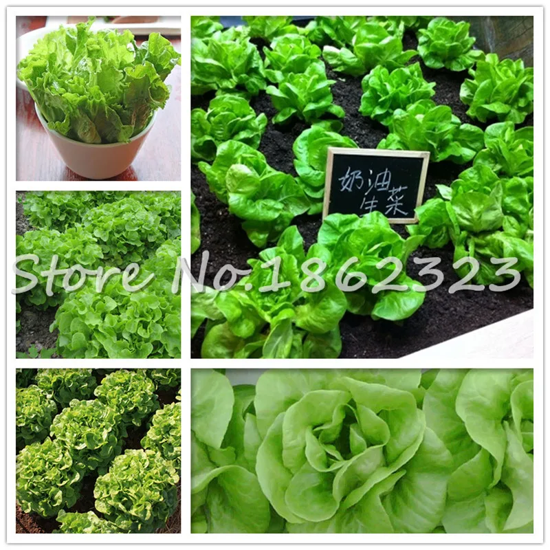 

500 Pcs/Bag Bonsai Cream Lettuce Balcony Garden Crisp Lose Weight So Delicious Juicy Vegetable Green Food Diy Home Garden Plant