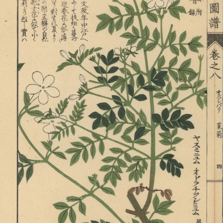 Spanish Jasmine  Jasminum Grandiflorum Poster Print By <ALIMT >&reg;</ALIMT> Florilegius Mary Evans (24 X 36)
