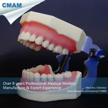 CMAM-DT2012 Basic Yet Comprehensive A Type Dental Training Model with 28pcs Screw Teeth