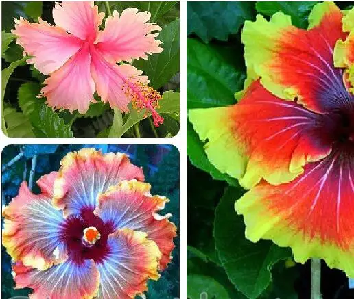 

On Sale!!! 10pcs Hibiscus 24kinds HIBISCUS ROSA-SINENSIS Flower hibiscus tree for flower potted plants