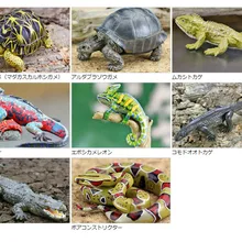 Оригинальные японские настоящие дикие животные рептилий черепахи туатара морские игуаны Хамелеон Komodo Дракон Коллекционные фигурки