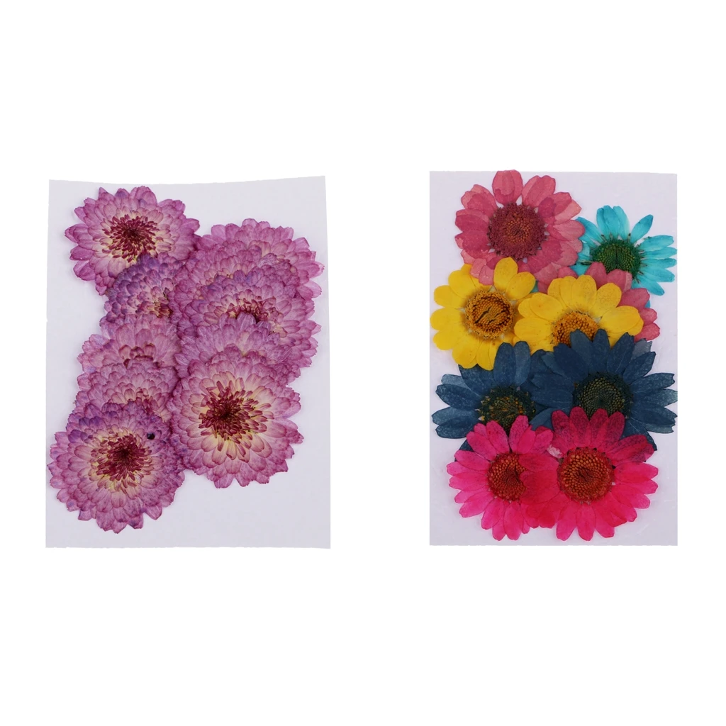 20pc Pressed Dried Flowers Real Chrysanthemum for DIY Scrapbooking Art Craft