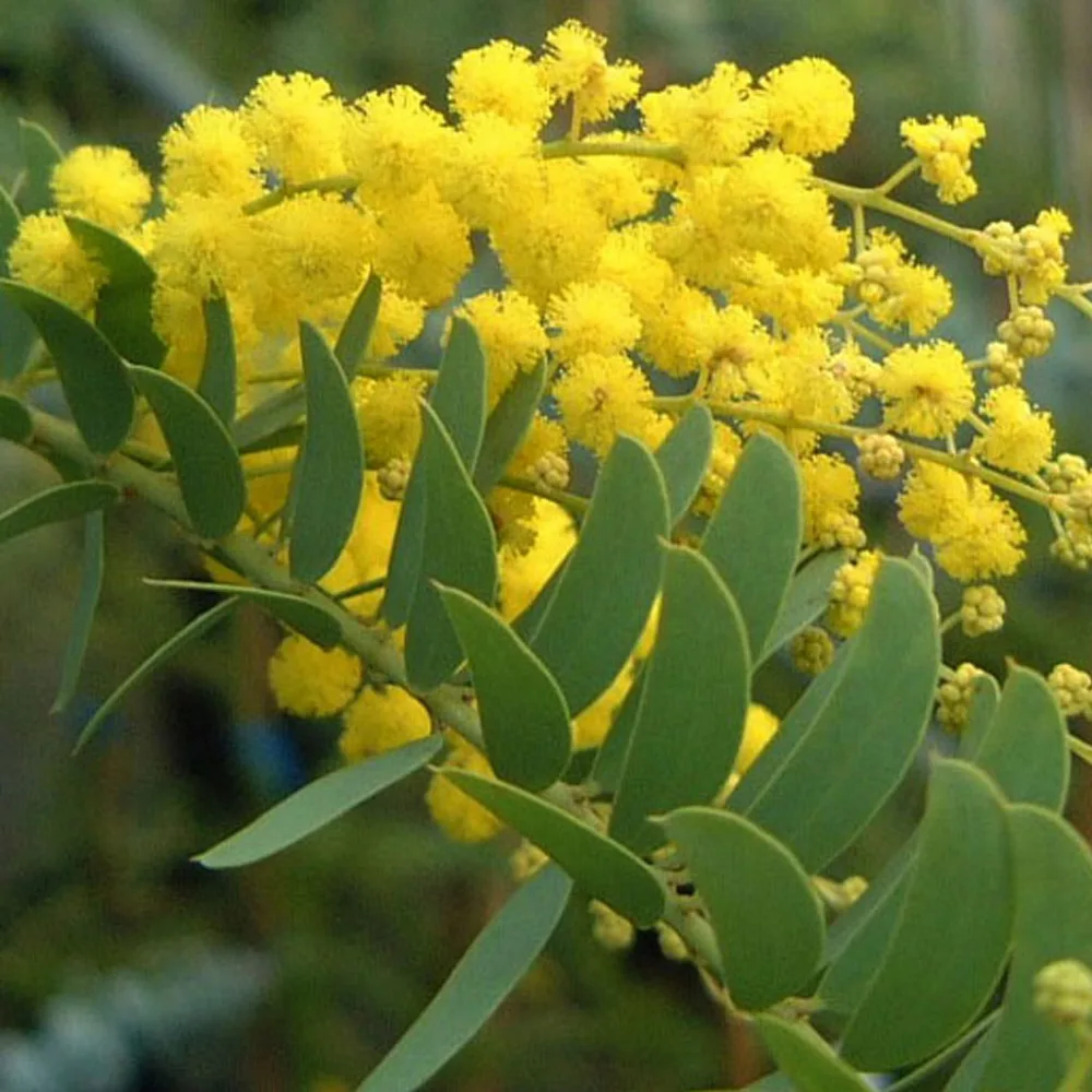 Beautiful Golden Yellow Flowers Acacia Tree Seed Blooms All Year Beautiful Golden Yellow Flowers Acacia Tree Seed Blooms All Year Round 5 Pcs Lot In Bonsai From Home Garden On Aliexpress Alibaba Group