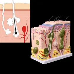 Модель человеческой кожи блок увеличенные Пластик анатомическая анатомический медицинский учебного пособия медицинской науки