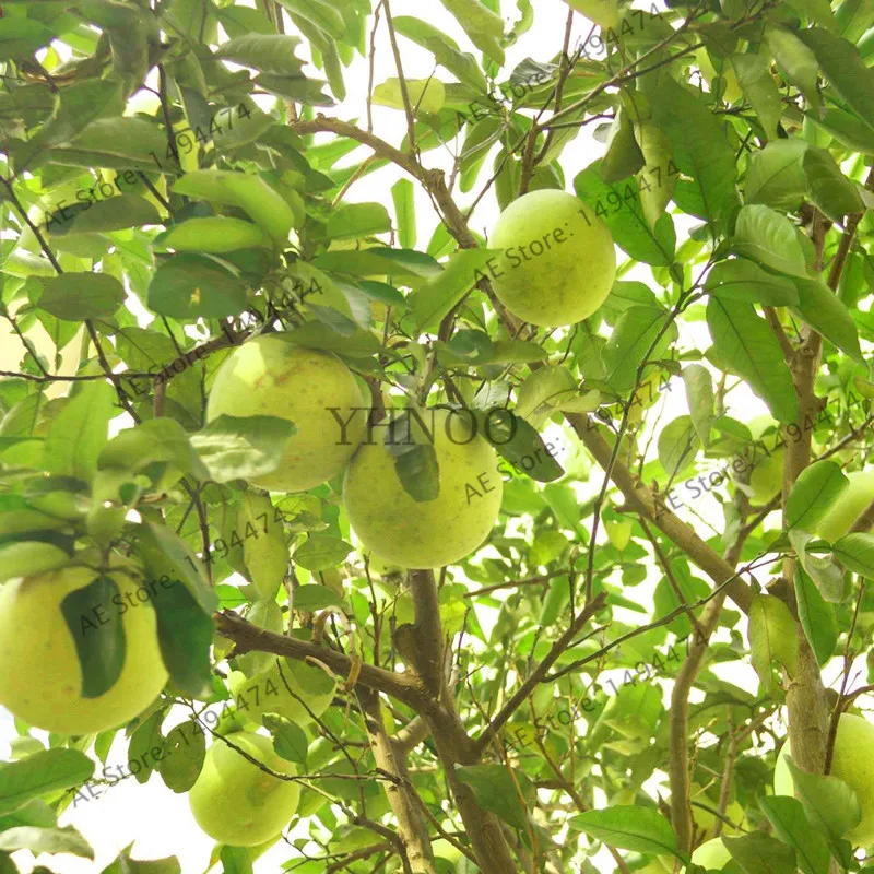 pomello strain pomello strain